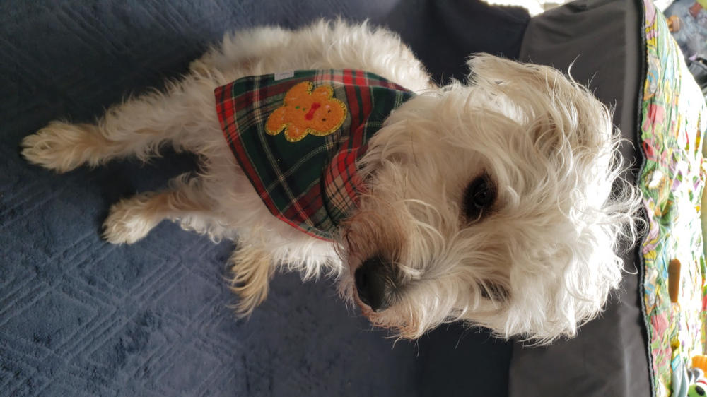 Gingerbread Green Tartan Flannel Dog Bandana - Customer Photo From Suzanne Goya