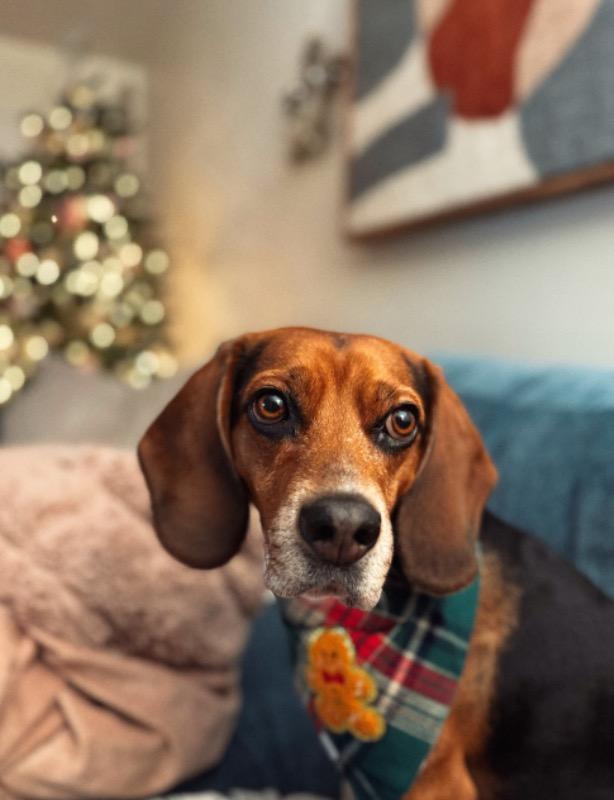 Gingerbread Green Tartan Flannel Dog Bandana - Customer Photo From Phong Truong