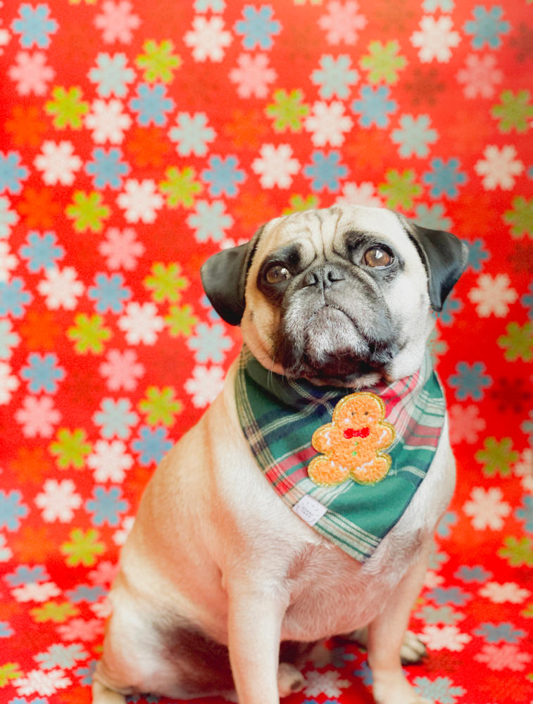 Gingerbread Green Tartan Flannel Dog Bandana - Customer Photo From Ruth & Zoro