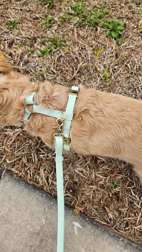 Cloud Lite Dog Harness Bundle - Customer Photo From Kim