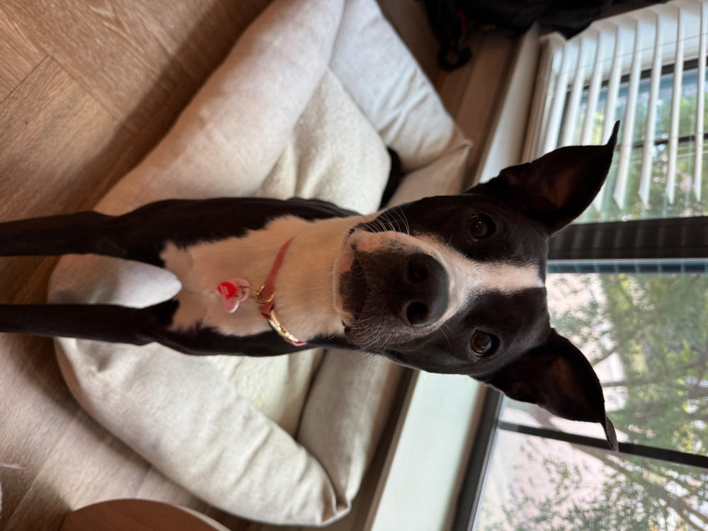 Perfect Pink Waterproof Dog Collar - Customer Photo From Sophia DiOrio