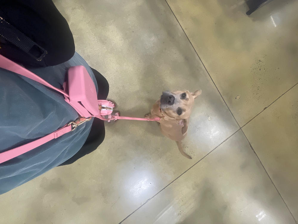 Perfect Pink Waterproof Dog Collar - Customer Photo From Kaylea Nemechek