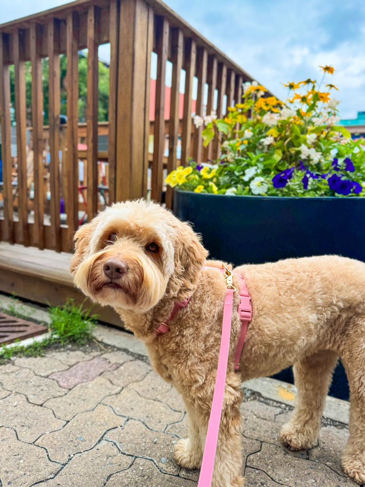 Espresso Brown Cloud Lite Dog Harness | Waterproof Dog Harness