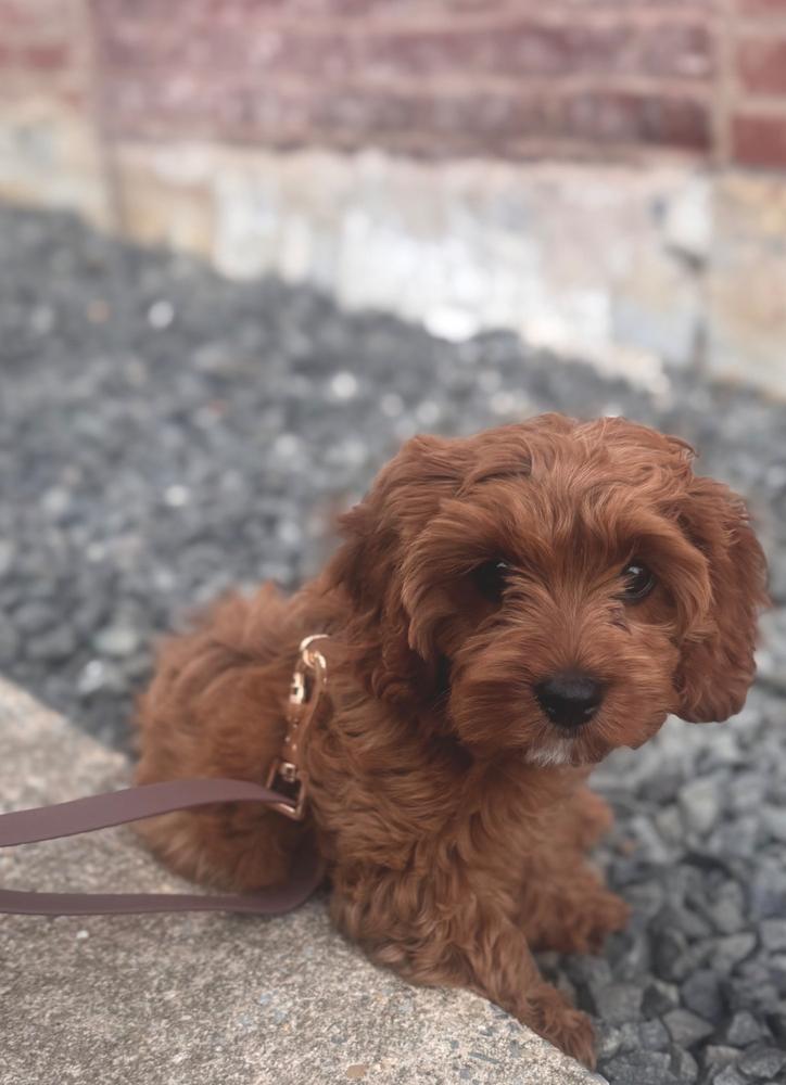 Ember Black Snap Dog Treat Pouch - Customer Photo From Stephanie Bednarski
