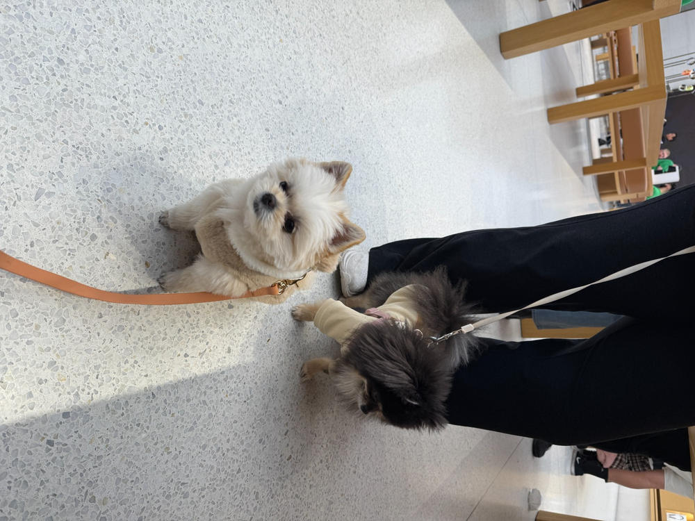 Chai Brown Snap Dog Treat Pouch - Customer Photo From Pauline Tsay