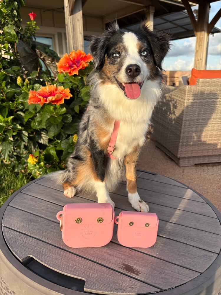 Best Sellers Collar & Treat Pouch Bundle – SUNNY TAILS