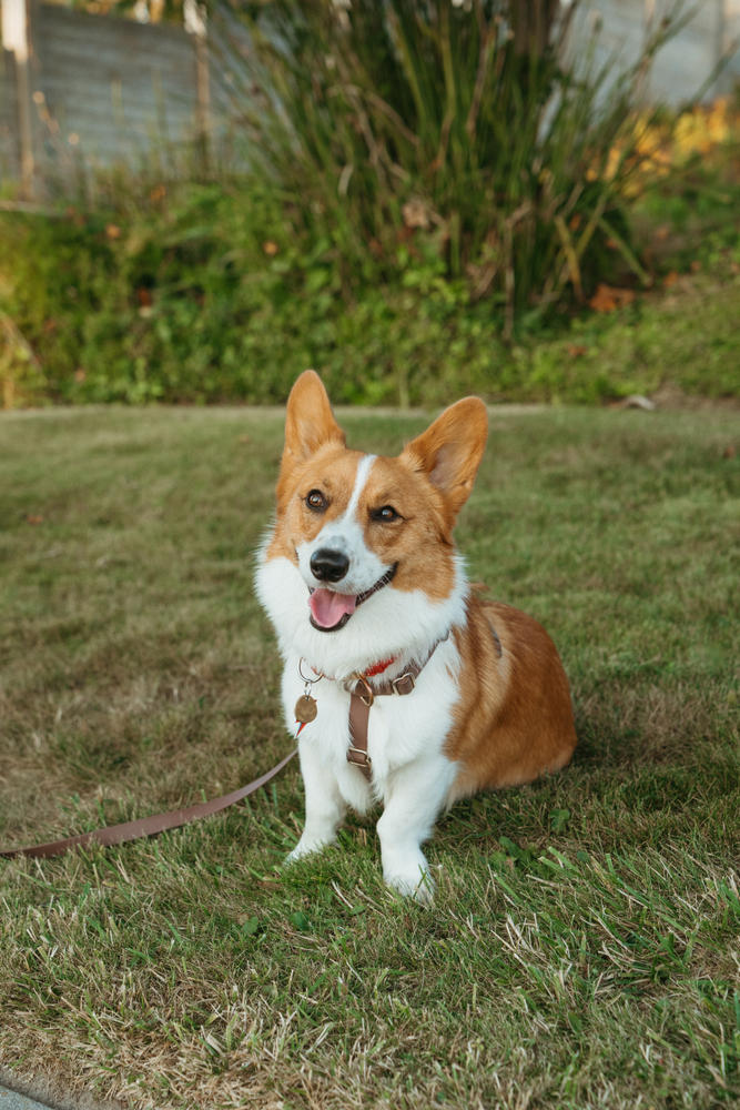 Cloud Lite Dog Harness Treat Pouch Bundle - Customer Photo From Kimberly