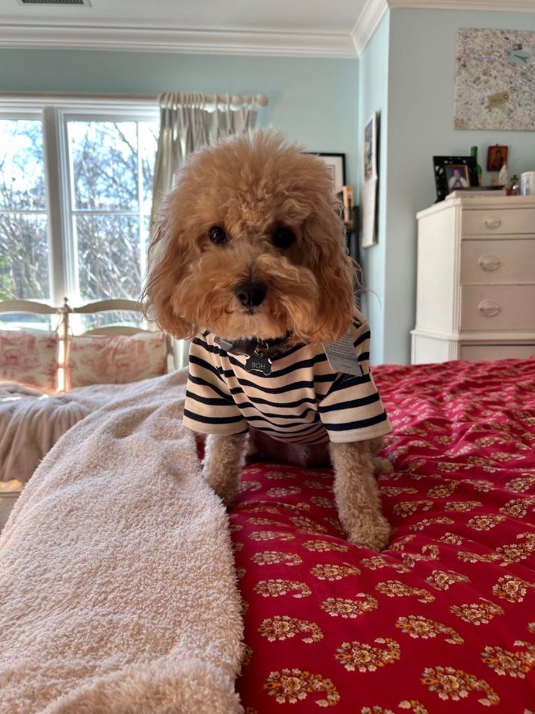 PARISIAN PUP - Authentic Breton Shirt for Dog | Heavyweight Cotton (ECRU / NAVY) - Customer Photo From Kimberly Chappell