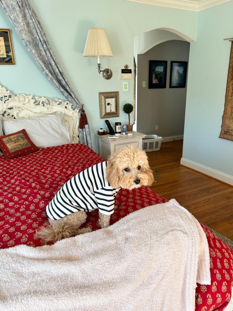 PARISIAN PUP - Authentic Breton Shirt for Dog | Heavyweight Cotton (ECRU / NAVY) - Customer Photo From Kimberly Chappell
