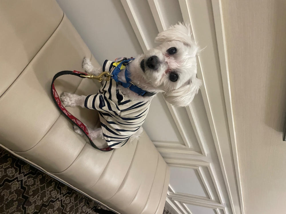 PARISIAN PUP - Authentic Breton Shirt for Dog | Heavyweight Cotton (ECRU / NAVY) - Customer Photo From Lynn Michalson