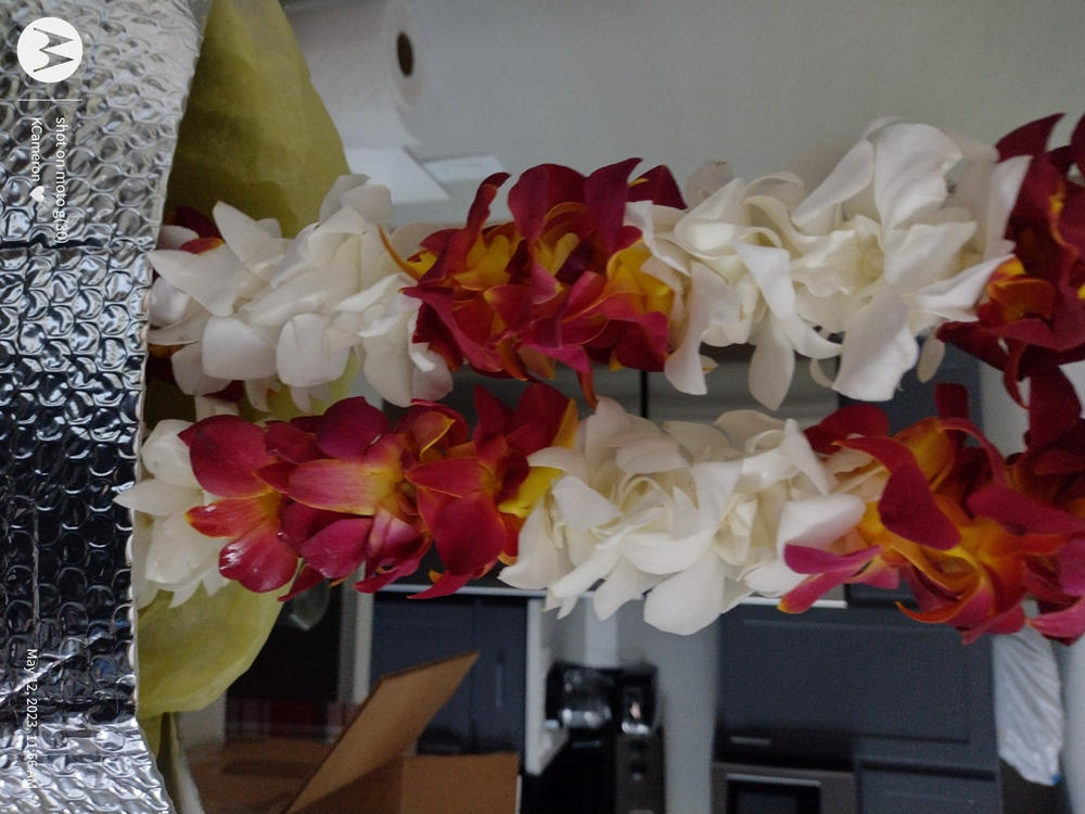 Double Orchid / Clustered Orchid - Customer Photo From KALALA CAMERON