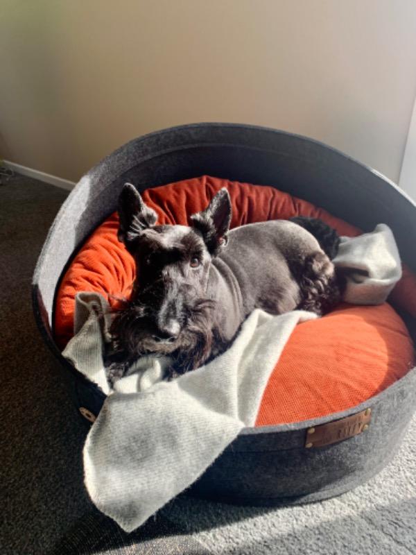 The Pod Bed - Customer Photo From Lucy W.
