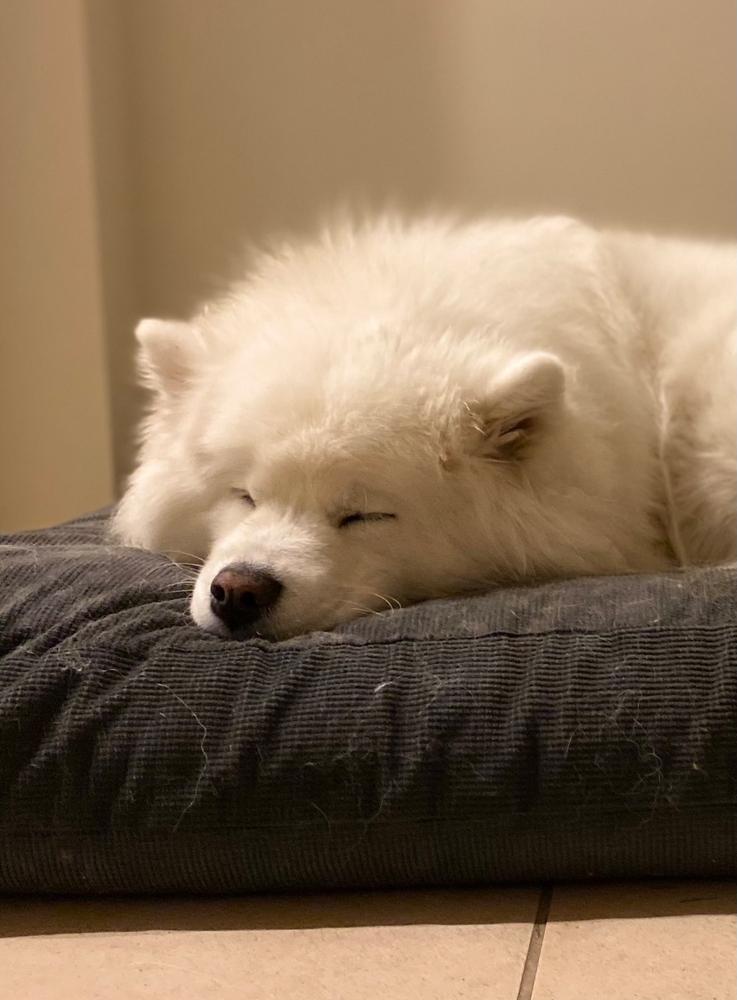The Original Dog Bed - Customer Photo From Suzanne R.