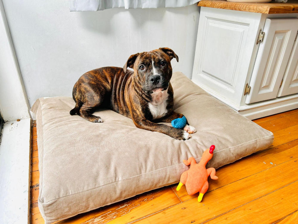 The Original Dog Bed - Customer Photo From Nene D.