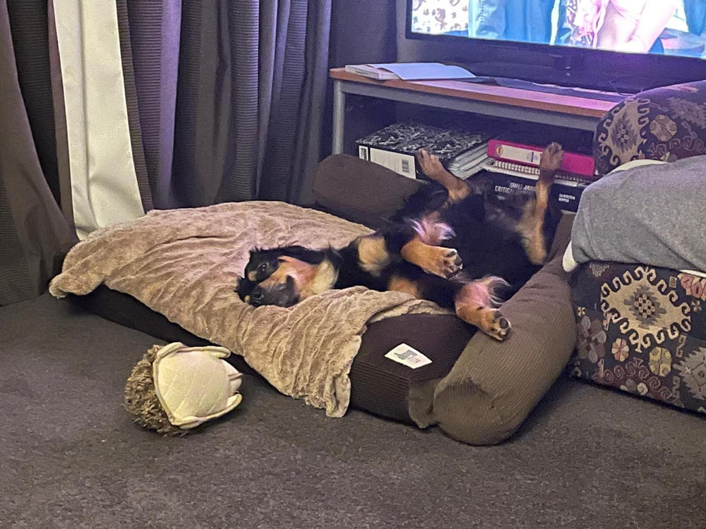 Wool Filled Dog Beds NZ Made Small, Medium and Large Life of Riley Pet Products