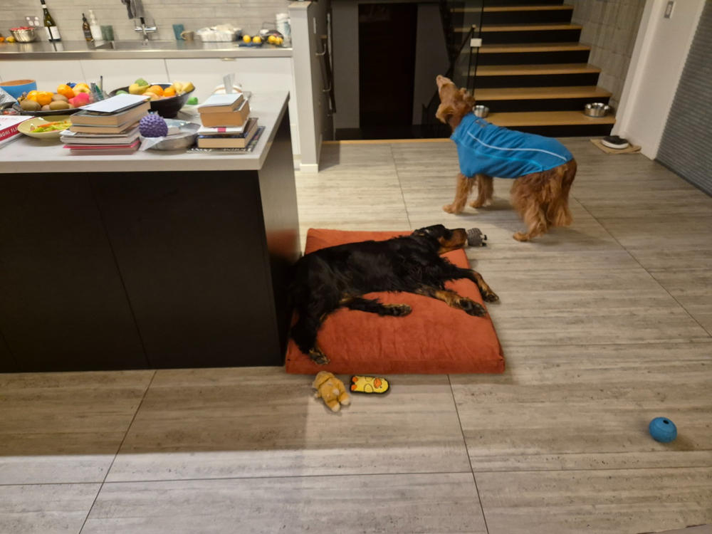 The Original Dog Bed - Customer Photo From Anonymous