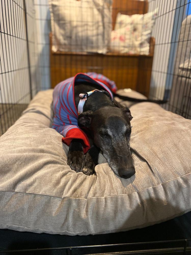 The Original Dog Bed - Customer Photo From Anonymous