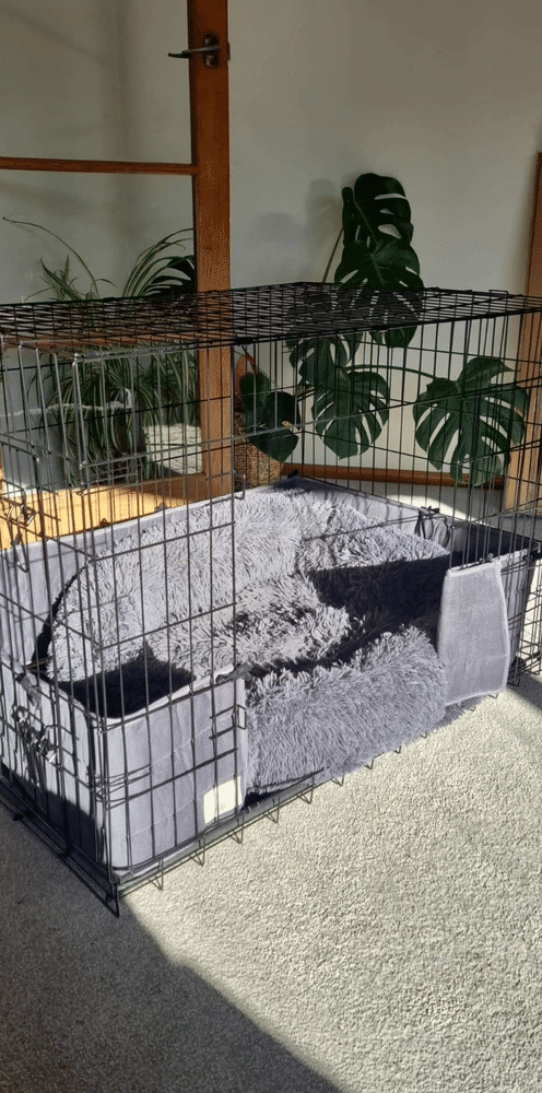 Dog Crate Bumper - Customer Photo From Anonymous