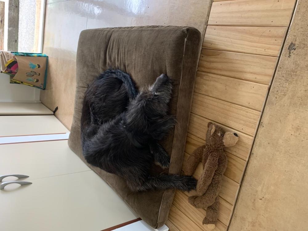 Spare Cover - The Original Dog Bed - Customer Photo From Anonymous