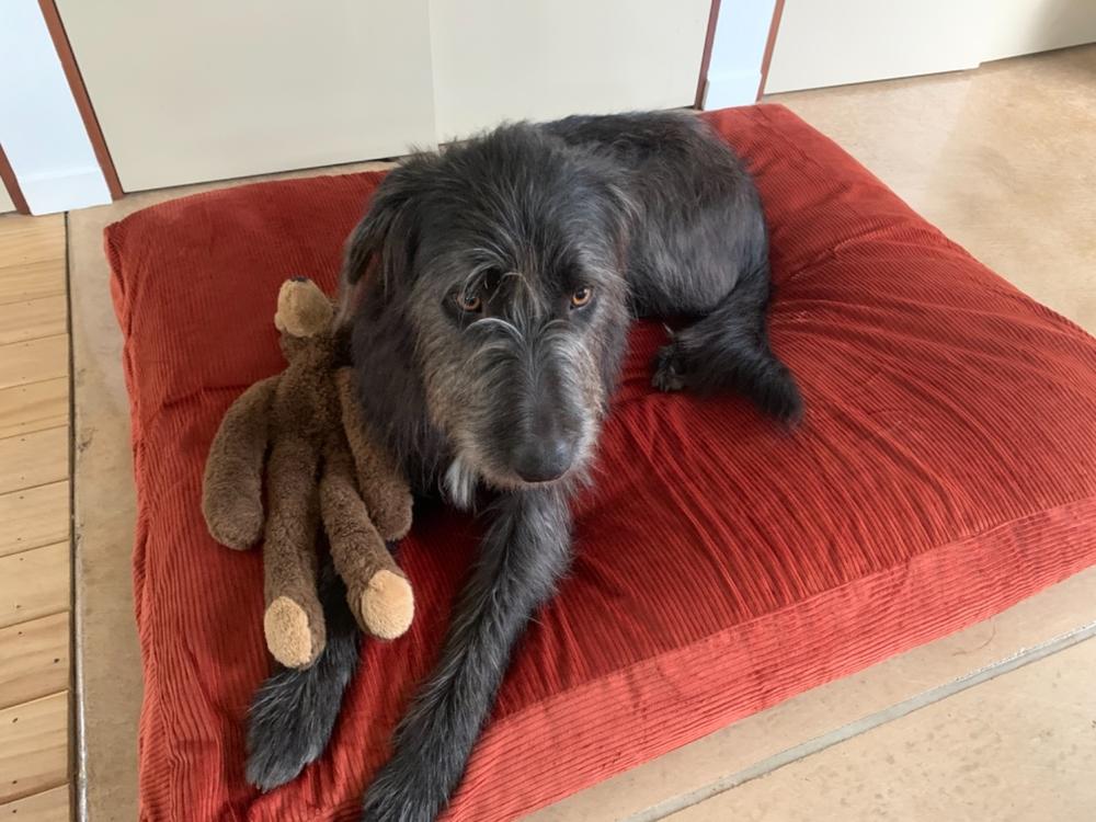 Spare Cover - The Original Dog Bed - Customer Photo From Anonymous