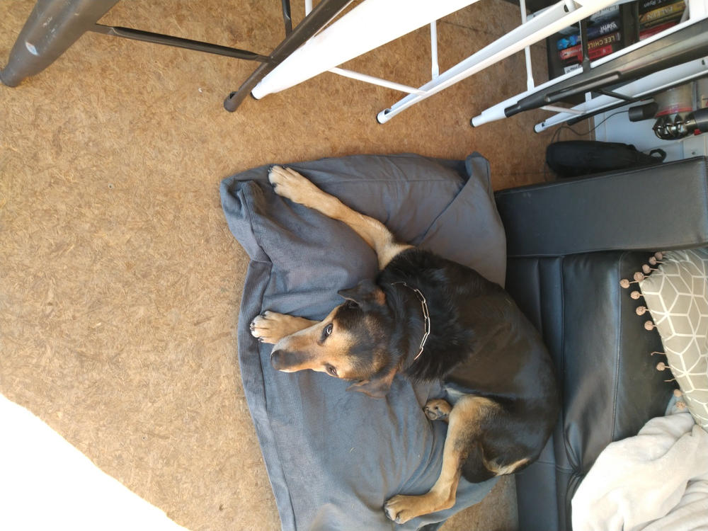 Spare Cover - The Original Dog Bed - Customer Photo From Anonymous