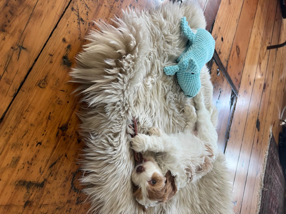 Premium Dog Bed Bundle - Customer Photo From Jessica H.