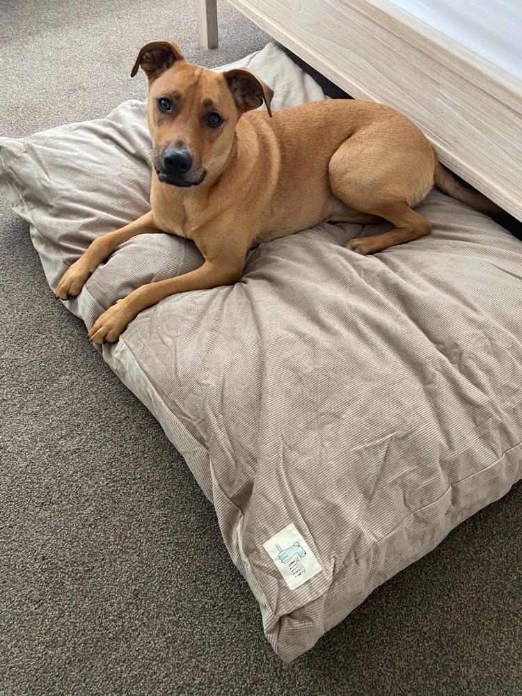 Fill your own Dog Bed - Customer Photo From Silvia C.