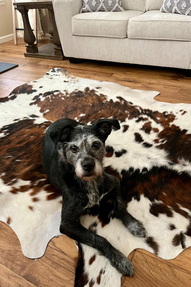 Tricolor Cowhide Rug - Customer Photo From Cindy Lowry