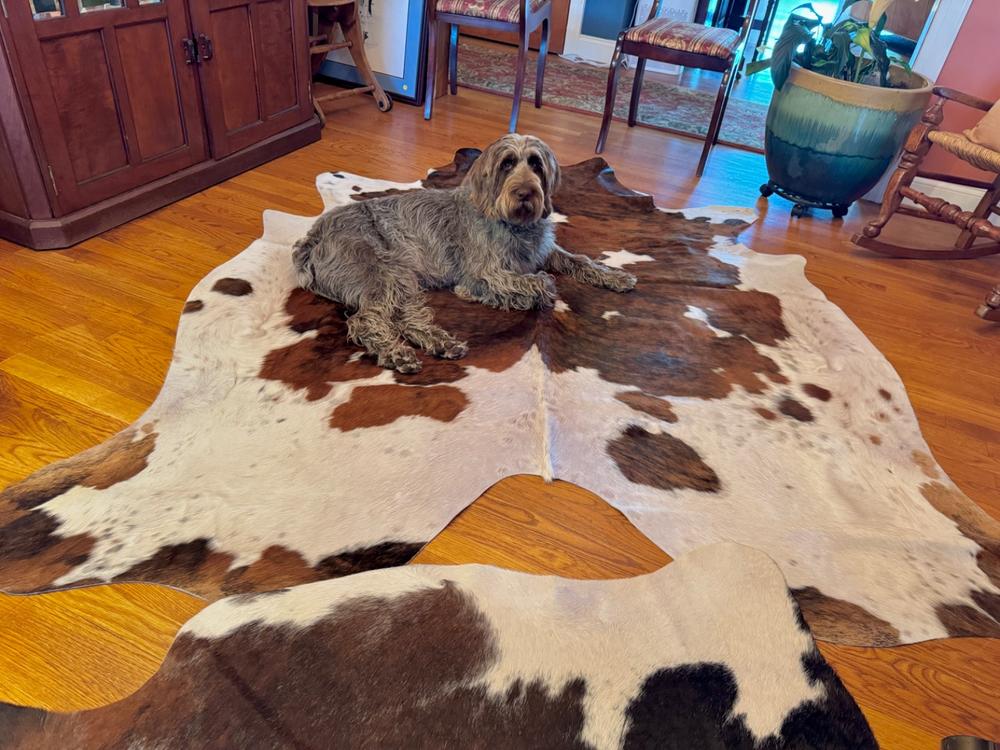 Tricolor Brazilian Cowhide Rug: XL - Customer Photo From Lynn Hendrix