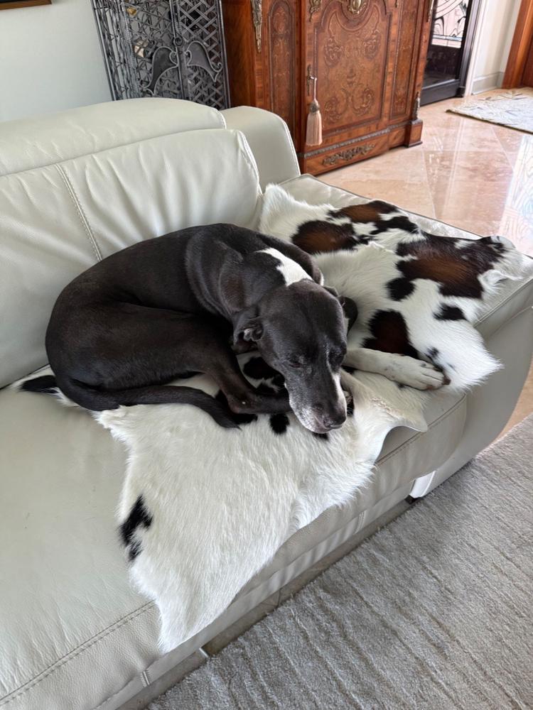 Mahogany and White Calf Hides - Customer Photo From Janet Sipes