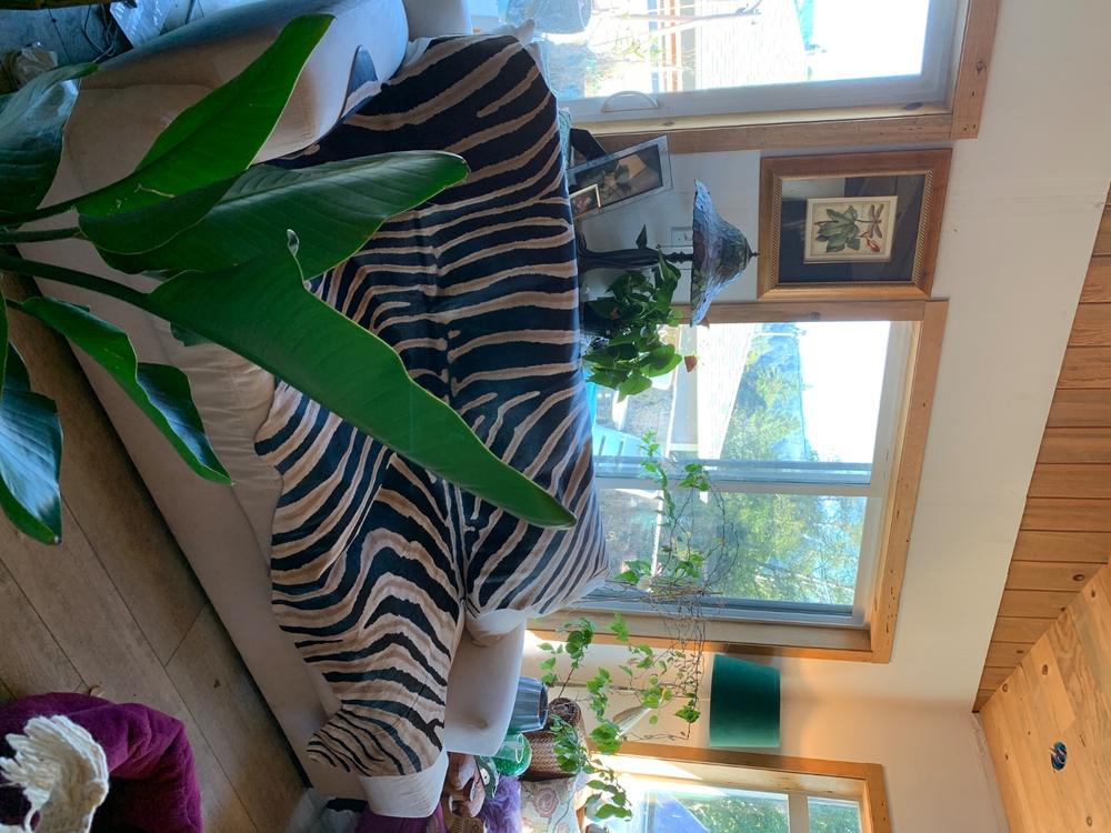 Zebra Safari Cowhide Rug - Customer Photo From Teri Gilbert