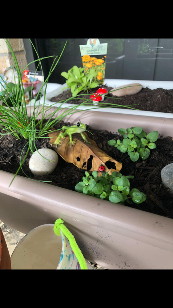 Frog & Ladybug on a Leaf - Customer Photo From Kristy-lee McKenzie