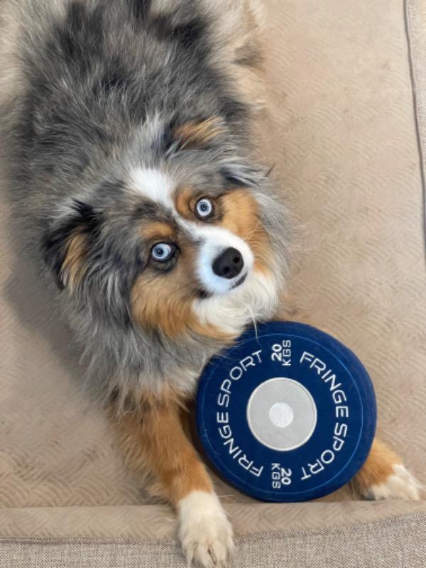 Bumper Plate Dog Chew Toy – Fringe Sport