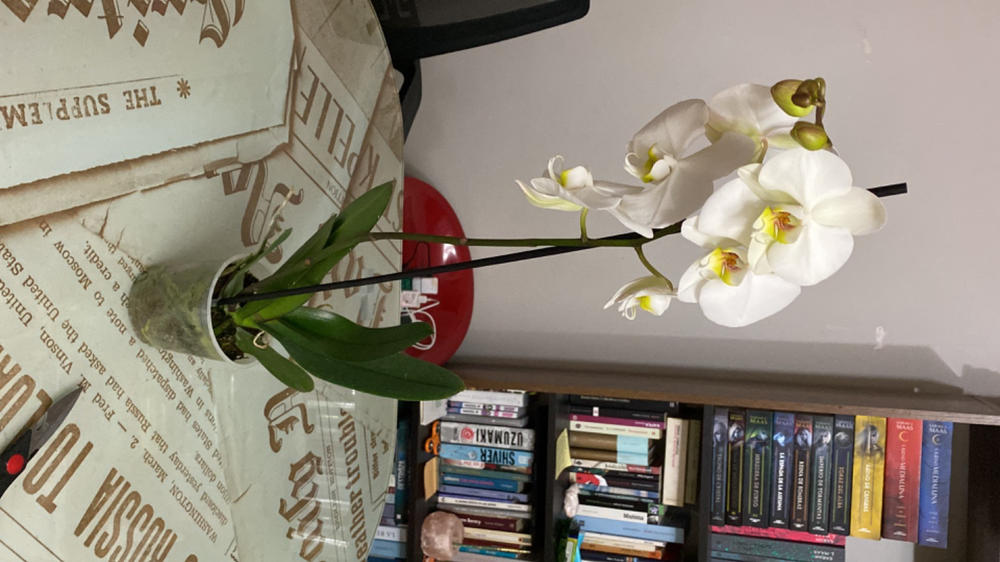 Úrsula Blanca (Orquídea grande) - Customer Photo From Paloma Castillo Arancibia