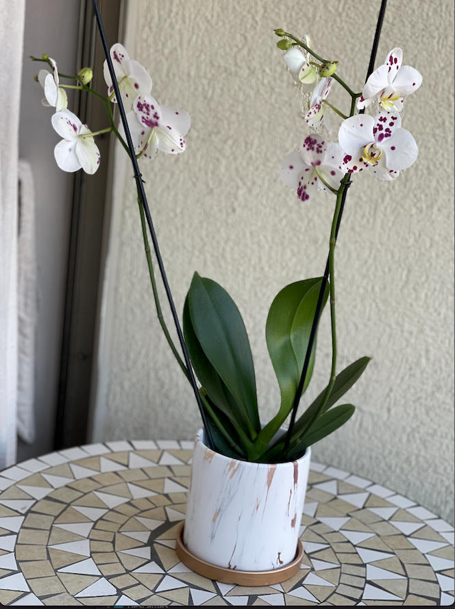 Úrsula Blanca con Fucsia (Orquídea grande) - Customer Photo From 