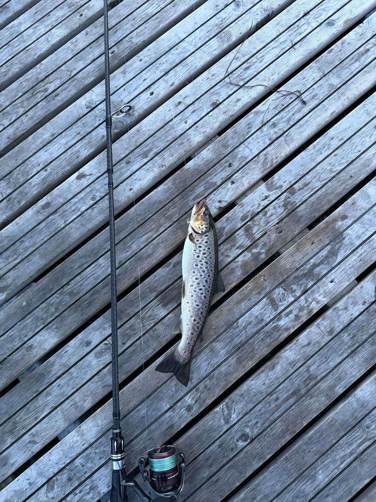 Hey Skipper Travel Fishing Rod- 9’2” JAPAN COLLECTION - Customer Photo From Meshal