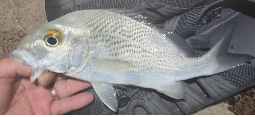 ALL IN ONE - Fishing Bait Box - Customer Photo From Shoua Lo