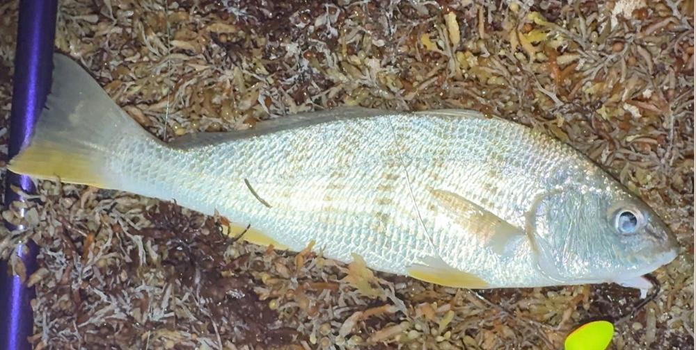 ALL IN ONE - Fishing Bait Box - Customer Photo From Shoua Lo