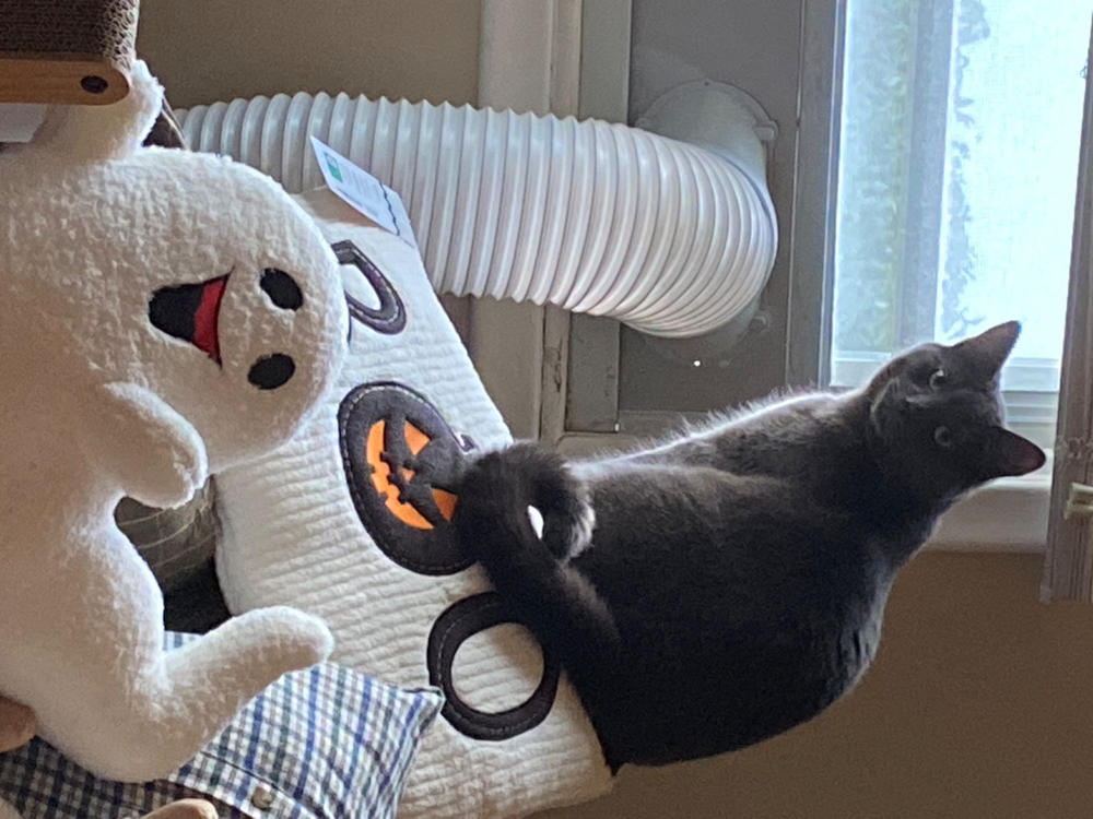 Halloween Cushion - Boo - Customer Photo From Jennifer Broughton
