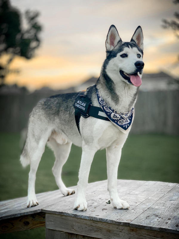 New Personalized PawRoll™ No Pull Dog Harness (2022) - Customer Photo From Henry F.