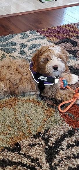 New Personalized PawRoll™ No Pull Dog Harness (2022) - Customer Photo From Adrienne Ryder