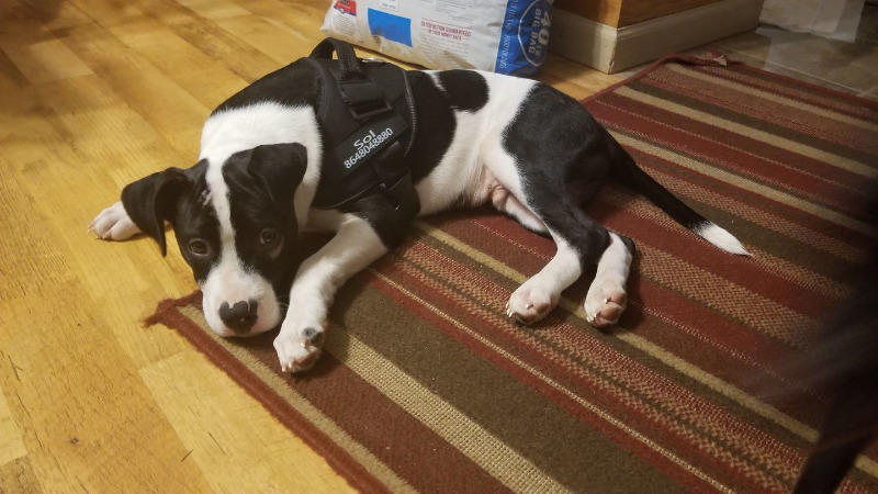 New Personalized PawRoll™ No Pull Dog Harness (2022) - Customer Photo From Donald E.