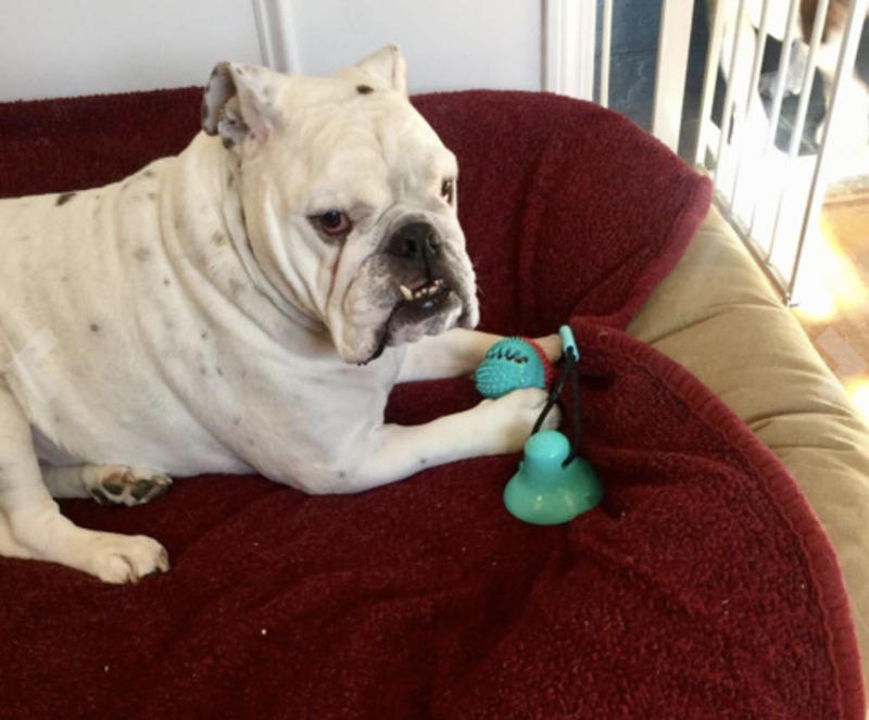 PawBall™ Tug dog Toy - Customer Photo From Arron Rawlings