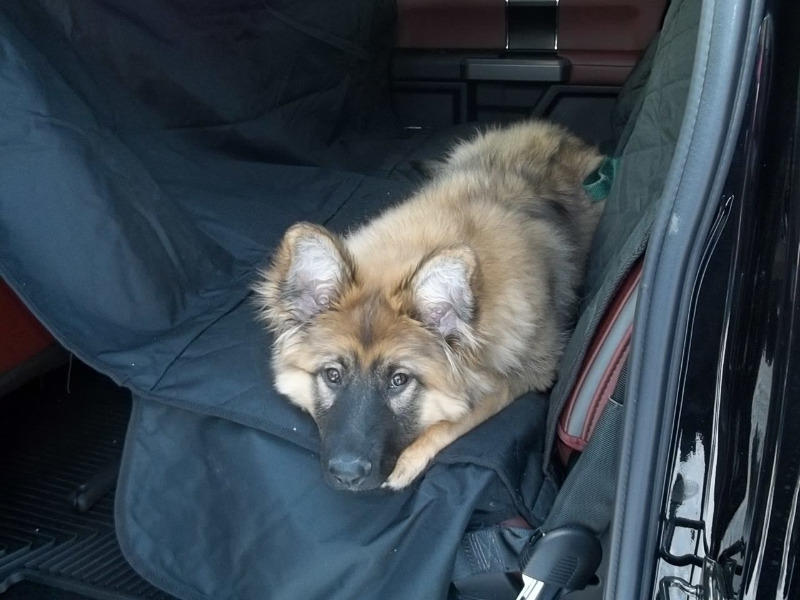PawRoll™ Multi-Function Dog Car Seat Cover - Customer Photo From Stevie Handley