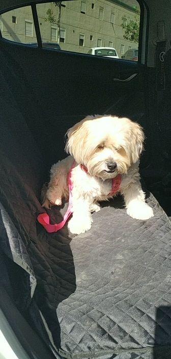 PawRoll™ Multi-Function Dog Car Seat Cover - Customer Photo From Pauline Gibson