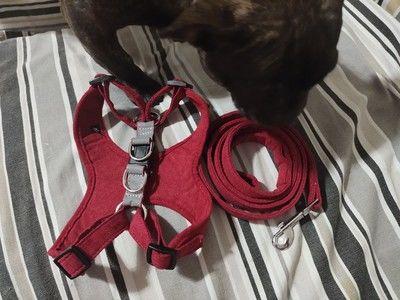 PawJoy™ No Pull Dog Harness (2022) - Customer Photo From Iqra Knowles