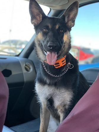 Challenger™ Dog Training Collar - Customer Photo From Thea Robertson