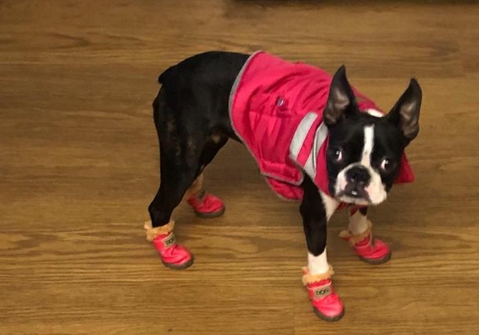 PawRoll™ Fashion WaterProof Boots (4 Boots) - Customer Photo From Carly Fry