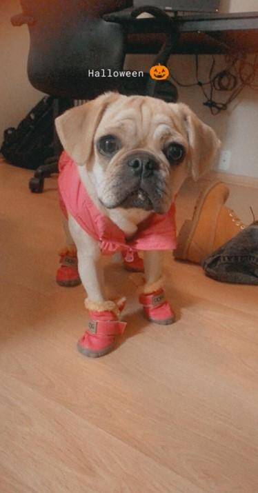 PawRoll™ Fashion WaterProof Boots (4 Boots) - Customer Photo From Luther Nixon