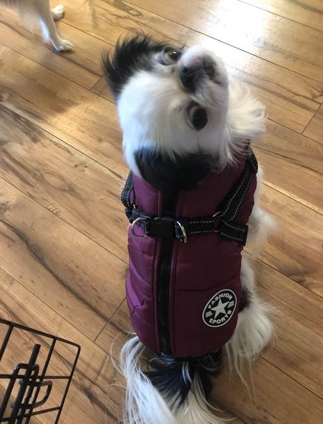 PawRoll Dog Winter Jacket - Customer Photo From Kristina Sandoval